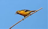 Baltimore Orioleborder=
